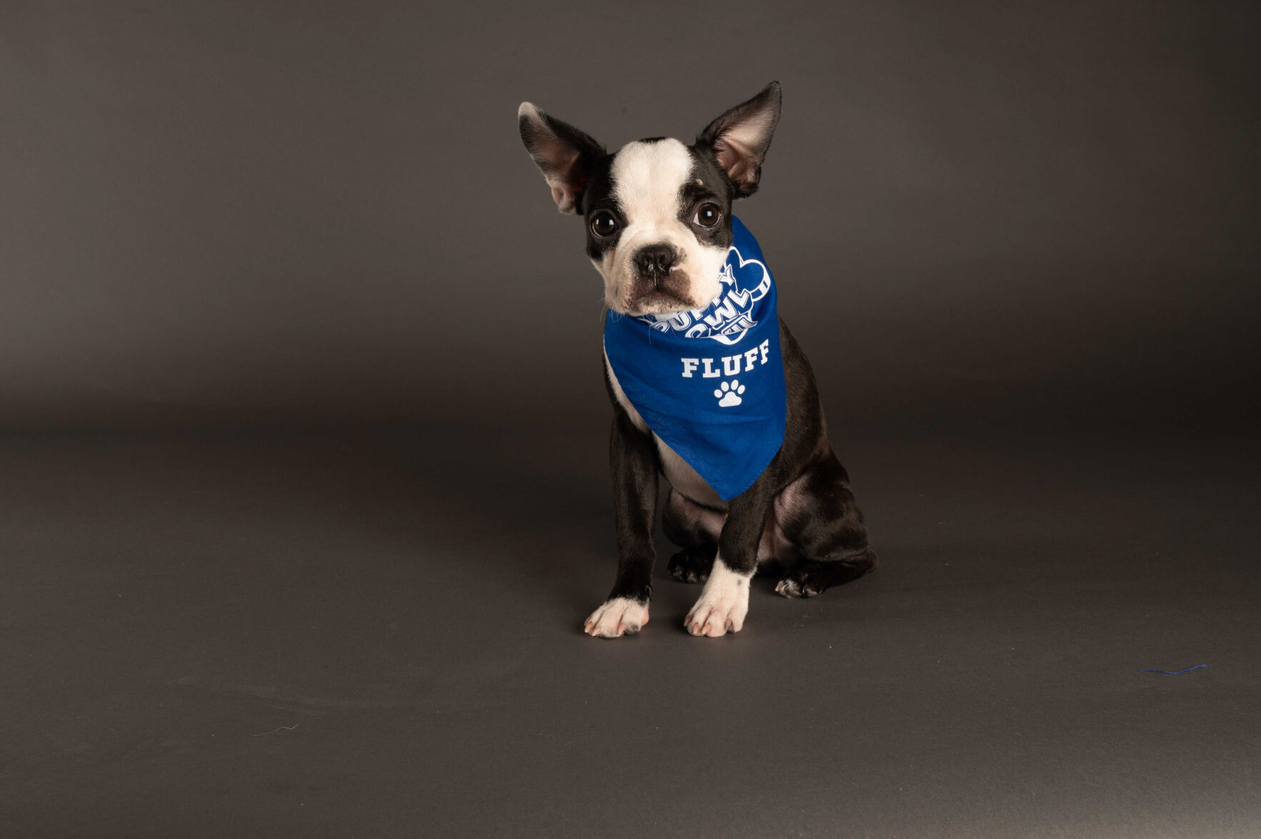 PUPPY BOWL XVII